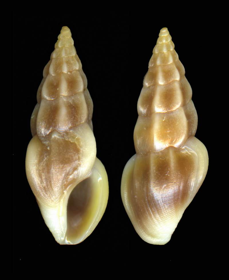 Haedropleura septangularis (Montagu,1803)